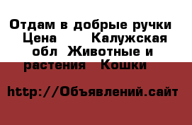 Отдам в добрые ручки › Цена ­ 1 - Калужская обл. Животные и растения » Кошки   